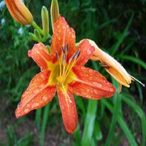 모종 원추리 (포트묘) 10개 W0511