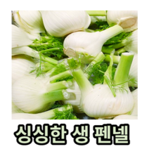 싱싱한 펜넬 약 500g 1kg 2kg 4kg 회향 생 펜넬 fennel 팬넬 휀넬 산미나리 펜넬채소 팬넬뿌리채소 뿌리채소펜넬 팬넬야채 특수야채 향신료 허브 채소반찬 아삭아삭, 약 400-500g, 1개
