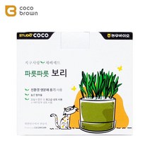 직접키우는 DIY 고양이캣닢 세트 캣그래스 캣닙 힐링 집사선물 그라스 냥이 스핑크스, 1개