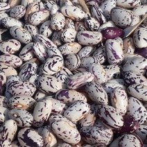 [한스푼푸드] 국산 호랑이콩 강낭콩 1kg 일명 울타리콩 새알콩