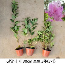 진달래 키 30cm 포트 3주(3개)/꽃나무/뿌리원예