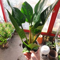 30~60cm 59 대엽콩고 중품