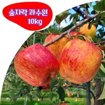 경북 봉화 부사 5kg 10kg (대과 중과 소과) 고당도 꿀 사과 숲자락 과수원 산지직송, 대과 10kg(32과 내외)