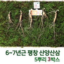 산삼어람 어버이날선물 동인 발효삼 평창 산양 산삼 산양삼 장뇌삼 새싹 장뇌 배양근 6~7년근 5뿌리 인삼/수삼/장뇌삼, 3box
