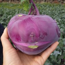 내고향푸드 국내산 제주 콜라비 5kg 10kg 15kg 콜라비즙 자색당근, 10kg(12~18과)