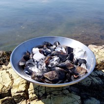 산지직송 국내산 제철 홍합 생홍합 피홍합, 2kg, 1개