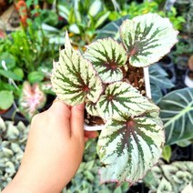 이브닝글로우 베고니아 (중품) 매력적인 키우기좋은