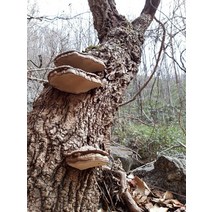 지리산 산청 약초 야생 말굽버섯 1kg (국내산 자연산 말말굽버섯) 말굽버섯차, 원형, 1개