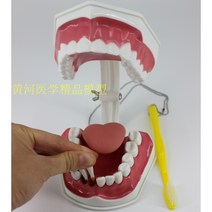 치아모형 인체모형도 치과기구 실리콘몰드 인체모형 양치교구 재료상 6배, 입 2배 확대(혀 제거 가능)