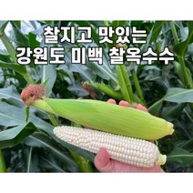 산지직송 강원도 미백 찰옥수수 30개 50개 당일수확 발송, 미백 생찰옥수수30개