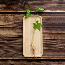 마이플랜트 [마이플랜트]새싹 인삼 재배세트 텃밭세트 체험학습 인삼키우기, 선택완료, 2년근 재배세트