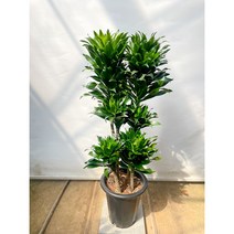 드라세나 콤팩타 Dracaena deremensis Virens Compacta