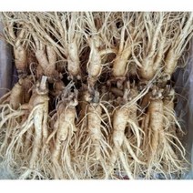 실속형 가정용 5년근 인삼 350g750g 1kg 12-15뿌리 (오쿠용 홍삼용 실속인삼), 가정용인삼 350g