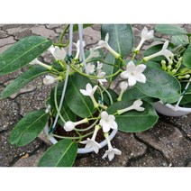 떡잎상가 마다가스카르 자스민, 1개