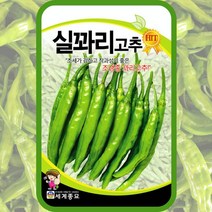 꽈리고추씨앗 실꽈리고추 종자 100립 세계종묘 꽈리풋고추, 단품