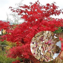 홍단풍 씨앗100립 정원수 조경수 단풍씨앗, 1개