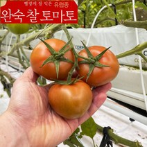 전남 화순 유럽종 국산 완숙찰토마토 GAP인증 산지직송 스마트팜 2kg 5kg 10kg 23년 2월제철 햇찰토마토, 5kg 정품