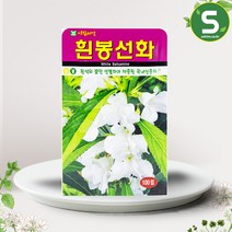 솔림텃밭몰 흰봉선화씨앗 100립 꽃씨앗 꽃씨 봉선화