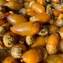 산지직송 진동 생물 미더덕 참미더덕 당일채취 횟감가능, 참미더덕_500g, 1개