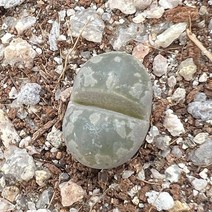 [올식스] 오체니아나 코노피튬 리톱스 메셈 다육식물 다육이 키우기 공기정화식물 개업화분