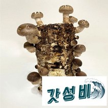 [해담은농장] 버섯키우기 참나무 톱밥, 표고배지1개
