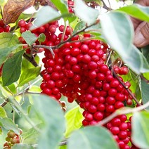 2022 문경 오미자 생과 3kg 5kg 당절임 오미자 10kg, 오미자당절임 10kg(오미자5kg+설탕5kg)