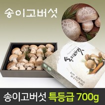 [보자기구성] 송이고버섯 특등급 선물세트 700g 당일수확 생산자 발송, 송이고버섯세트 700g