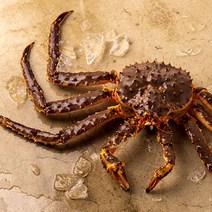 (주)빌리온푸드 Live King Crab 활 킹크랩 [레드] 3kg(2.9-3.1kg), 1마리, 2.9kg - 3.1kg내외