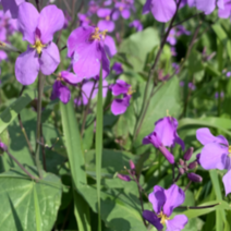 (KM소망)소래풀꽃씨앗 100g 보라유채