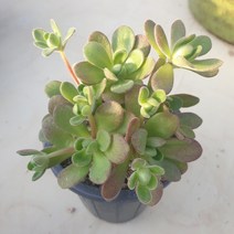 [수암다육] 아도데스 랜덤발송 Aeonium saundersii (Adodes) 다육 다육이 다육식물, 1개