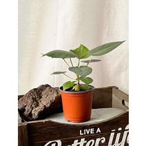 15~20cm 199 공기정화 휘커스 페티올라리스 소품