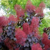 묘목/자엽안개나무-릴라(lilla)/접목1년 B588