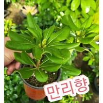 만리향/향기가 매력적인 만리향 천리향