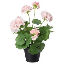이케아 페이카 인조식물 실내외겸용제라늄 핑크 12 cm