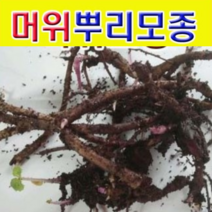 (소망)머위모종(2년차뿌리)종근 15개