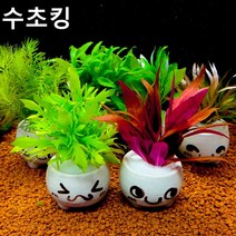 수초킹 귀여운 화분 수초 1포트 / 구피 새우 열대어