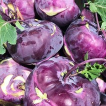 국산 제주 햇 콜라비 최상품 3kg 5kg 10kg, 제주 콜라비 3kg