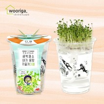우리가스토리 미니화분키우기 꽃 화초 공기정화식물 새싹 허브 텃밭 화분 상추재배 새싹키우기, 1팩, 한컵새싹농장_다채