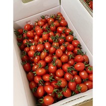 고당도 대추 방울토마토 2.5kg 5kg 충구네도마도 산지직송 당일수확, *추천*대추방울토마토 5kg (2~3번과)