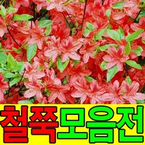 철쭉묘목 영산홍 자산홍 꽃나무 산소에심는나무, 영산홍(빨강꽃), 10그루