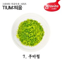 AquaArt 아쿠아아트 헤미안투스 칼리트리코이데스 쿠바펄 무균 수초, 개