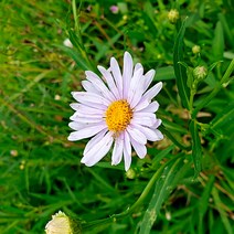 서경농원 좀개미취 여름꽃 가을꽃 8cm 포트묘 20개 들꽃 야생화