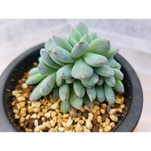 정화다육 다육식물 먼로철화