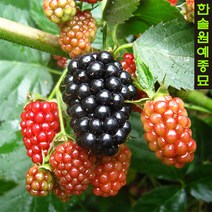 슈퍼블랙베리 조직배양묘(가시없는 복분자), 03. 블랙베리(메이플) V9-포트묘, 1개