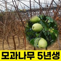 모과나무 대실모과 5년생 결실주, 상세페이지 참조, 상세페이지 참조