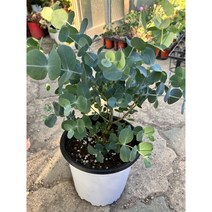 [박씨농원] 유칼립투스 블랙잭 중품, 1개