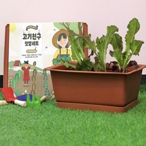 집에서상추키우기 키우고 먹는 재미 행복한 텃밭 세트