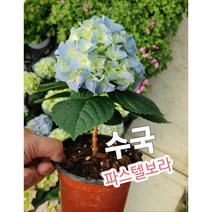 수국-파스텔보라/보라색 수국은 진심이란 의미가 내포되어 있다고