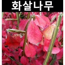 화살나무 키60cm내외 1개/나무 묘목/활엽수/정원용