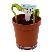 강낭콩 기르기 팻말형 1인형 포장, 1개